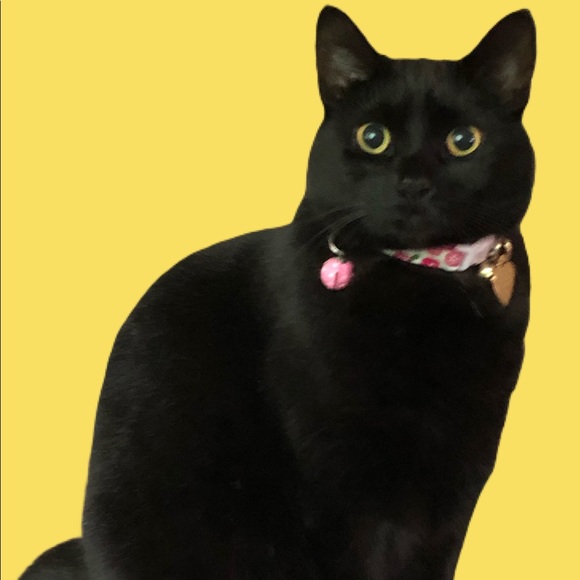 💖Come visit my Mama & Shop the Kitty-Korner!💖 - Picture 14 of 17